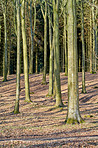 Forest and trees in very early spring - Denmark