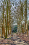 Forest and trees in very early spring - Denmark