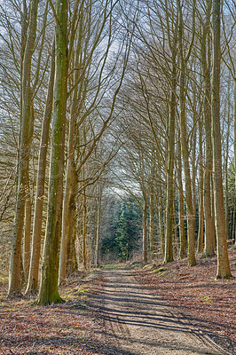 Buy stock photo A photo of forest beauty in early springtime