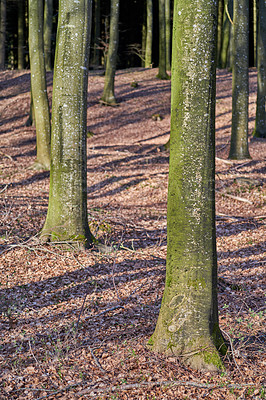 Buy stock photo A photo of forest beauty in early springtime