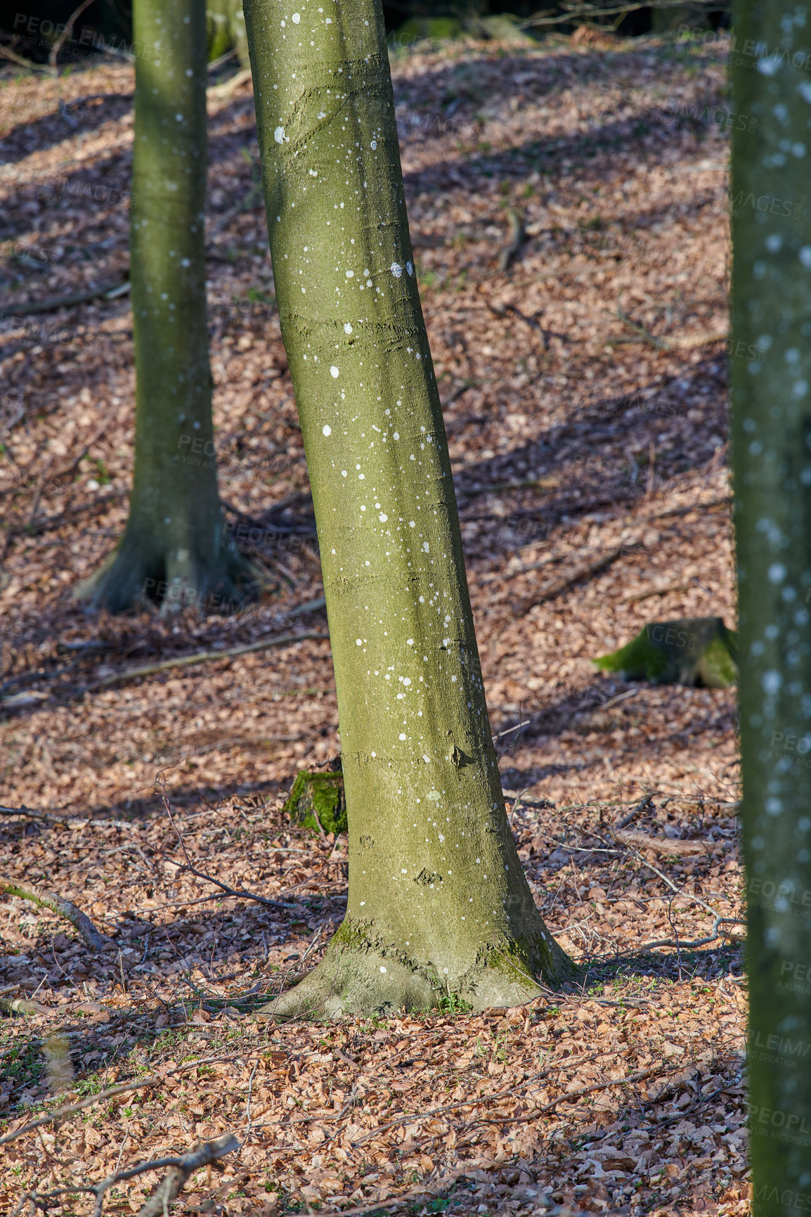 Buy stock photo A photo of forest beauty in early springtime