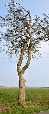 Buy stock photo A photo of forest beauty in early springtime