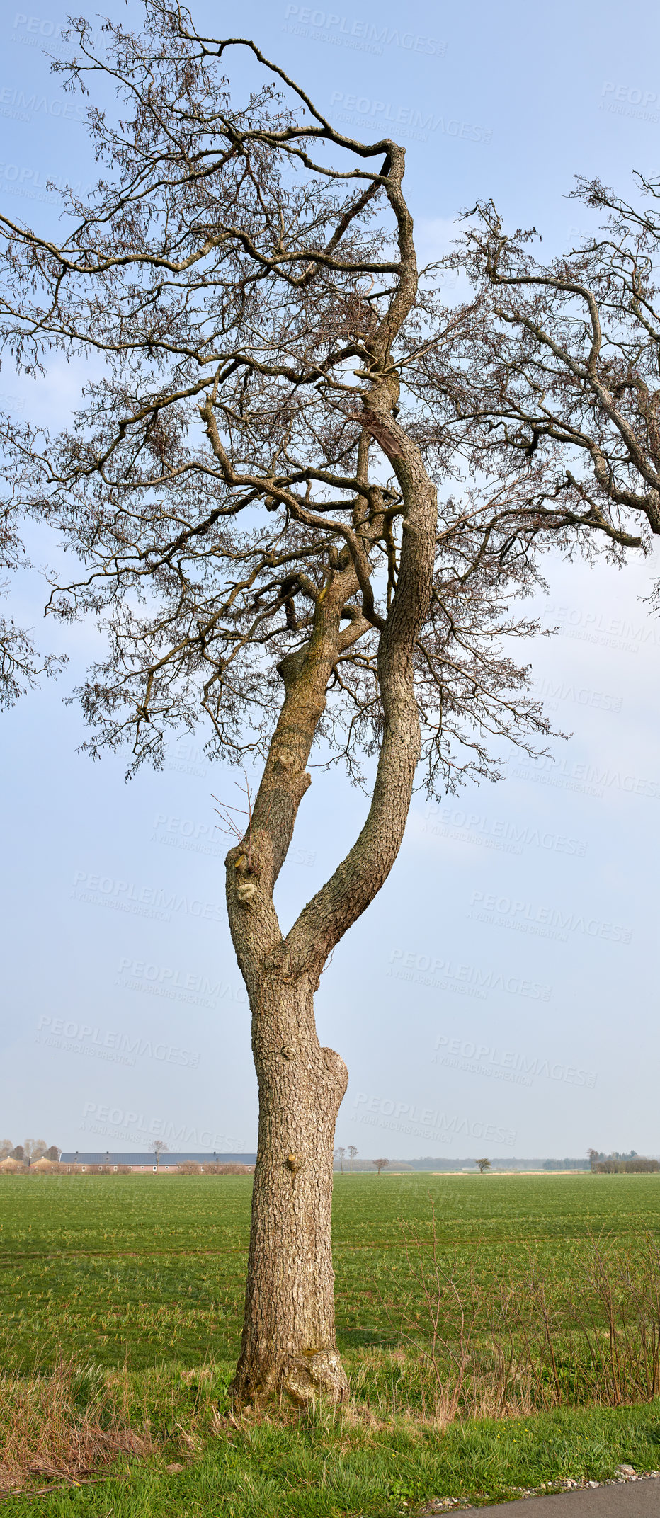 Buy stock photo A photo of forest beauty in early springtime