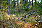 Forest and trees in very early spring - Denmark