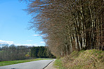 Forest and trees in very early spring - Denmark