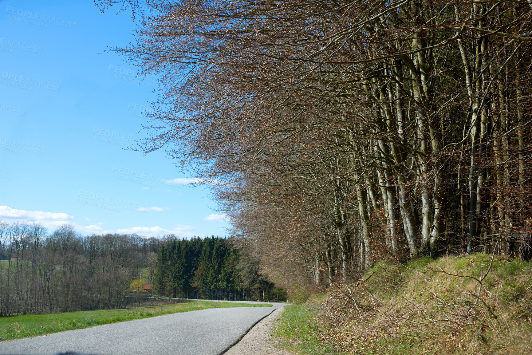 Buy stock photo A photo of forest beauty in early springtime