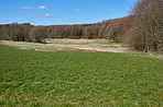 Forest and trees in very early spring - Denmark