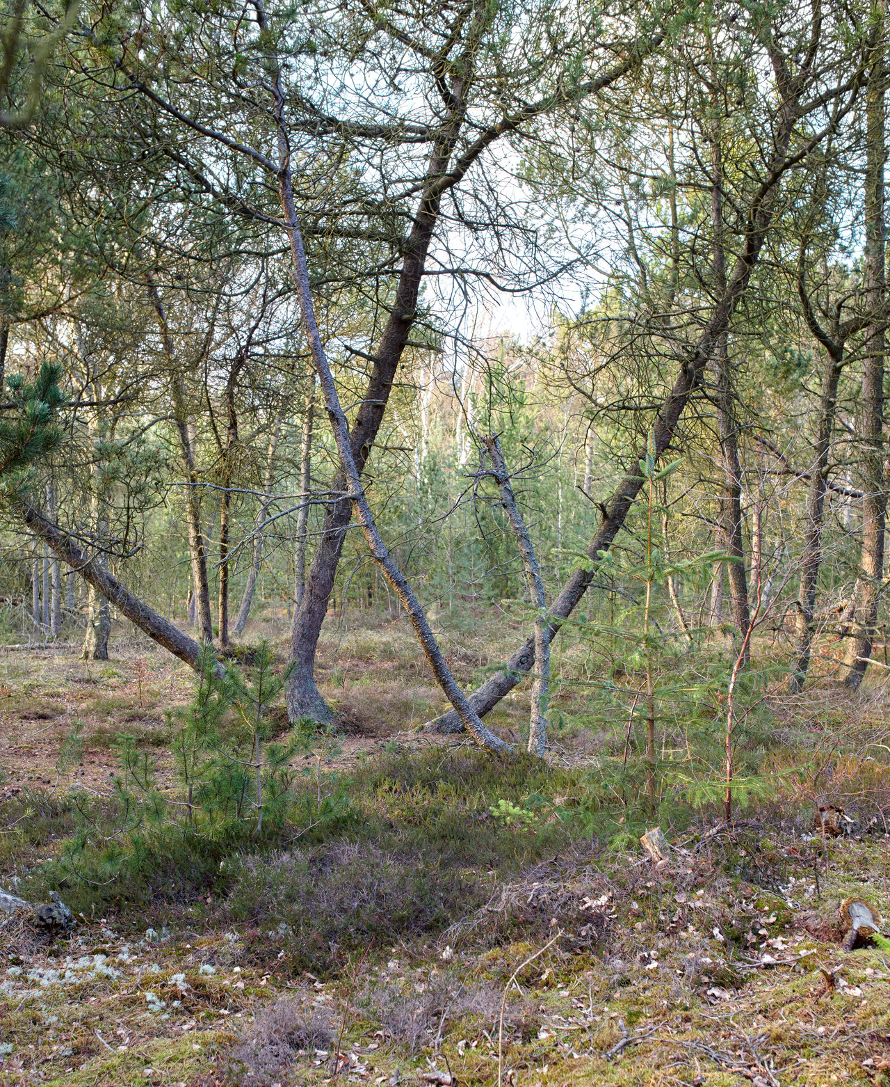 Buy stock photo Tall trees leaning outdoors in a beautiful large forest on a summer day. Scenic landscape with green plants, leaves and grass growing during spring. Peaceful environment in the woodlands