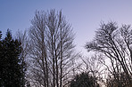 Forest and trees in very early spring - Denmark