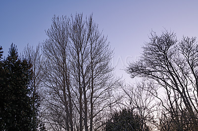 Buy stock photo Dry tall trees outdoors in nature with a blue sky background. Beautiful landscape of branches during sunset on a summer late afternoon or early morning. Peaceful and scenic land with arid plants