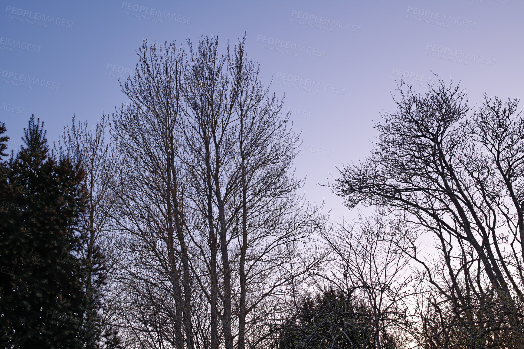 Buy stock photo Dry tall trees outdoors in nature with a blue sky background. Beautiful landscape of branches during sunset on a summer late afternoon or early morning. Peaceful and scenic land with arid plants