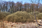 Forest and trees in very early spring - Denmark