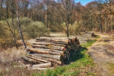 Buy stock photo Chopped tree logs piled in a forest. Collecting dry stumps of timber and split hardwood material for firewood and the lumber industry. Rustic landscape with deforestation and felling in the woods