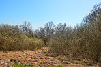 Forest and trees in very early spring - Denmark