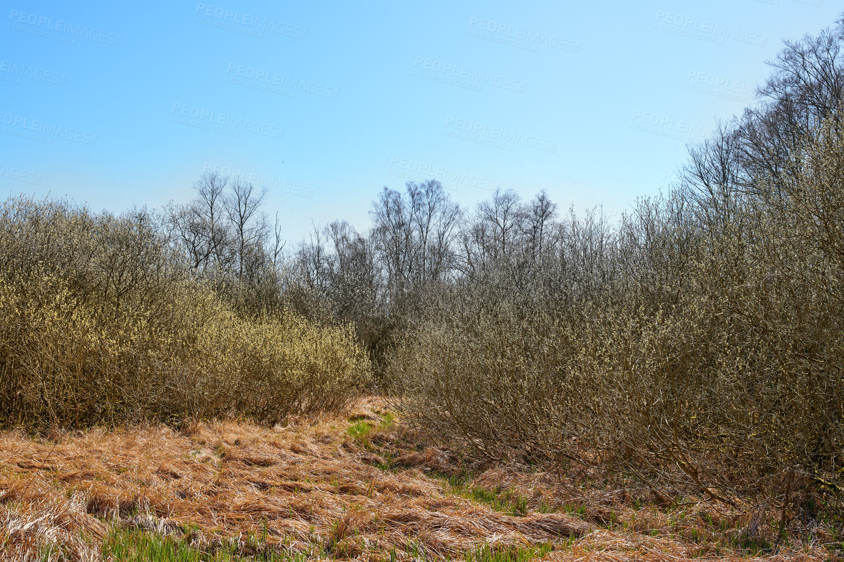 Buy stock photo Landscape view of dry bushes in pine, fir or cedar tree forest in Sweden. Brown shrubs and grass growing in quiet, wild and remote coniferous woods for environmental nature conservation with blue sky