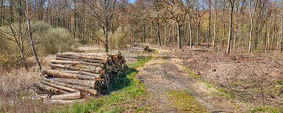 Buy stock photo Chopped tree logs stacked in the forest with copyspace. Rustic landscape with stumps of firewood. Collecting dry timber and split hardwood material for the lumber industry. Deforestation in the woods