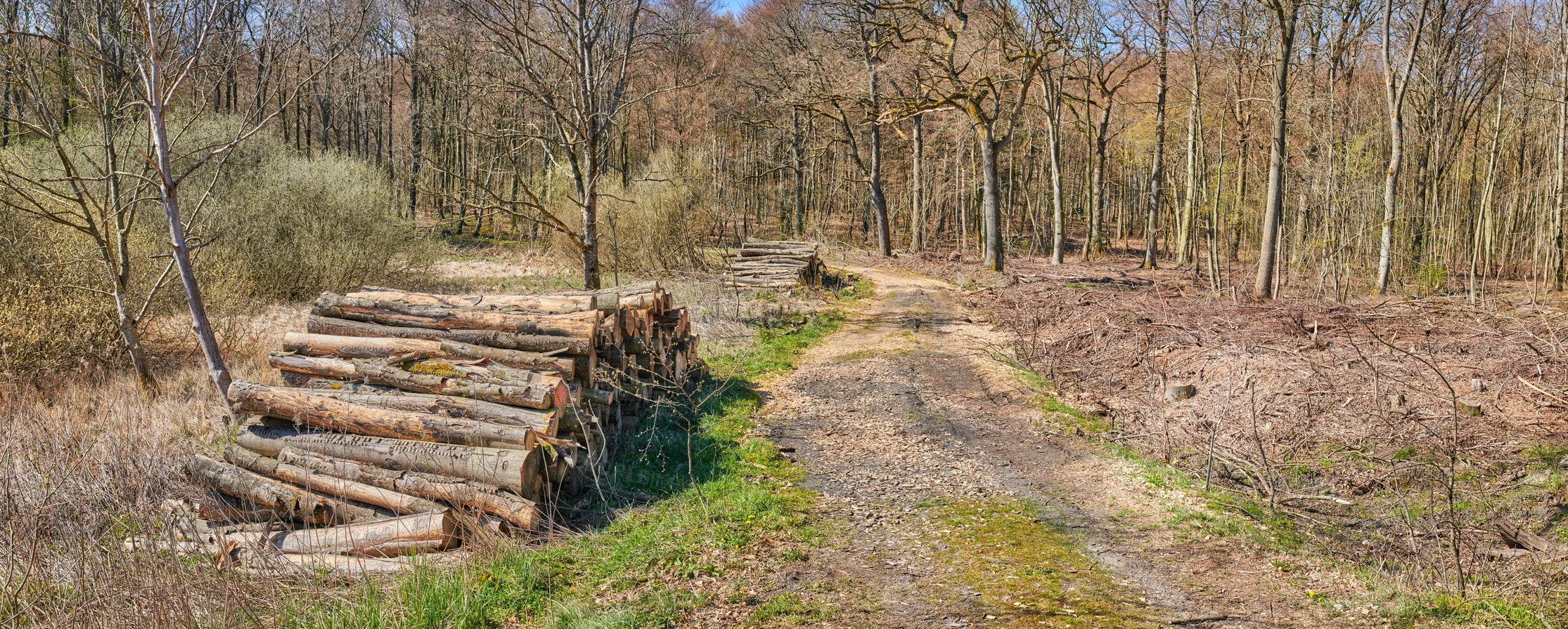 Buy stock photo Chopped tree logs stacked in the forest with copyspace. Rustic landscape with stumps of firewood. Collecting dry timber and split hardwood material for the lumber industry. Deforestation in the woods