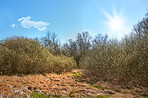 Forest and trees in very early spring - Denmark