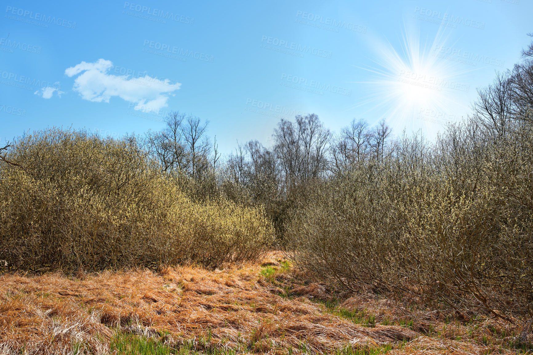 Buy stock photo A hot day outdoors in nature with bright sunlight rising on the horizon. Beautiful landscape with brown plants and grass growing in summer at sunrise. Peaceful and scenic view of land and a blue sky