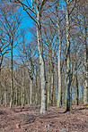 Forest and trees in very early spring - Denmark
