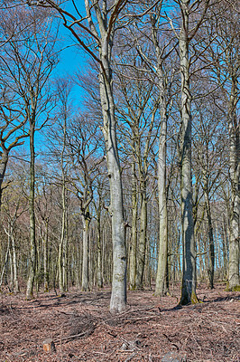 Buy stock photo Empty forest with tall dry trees with a blue sky background on an autumn day. A landscape of nature in the woods with leafless plants and arid land on a cold, winter afternoon