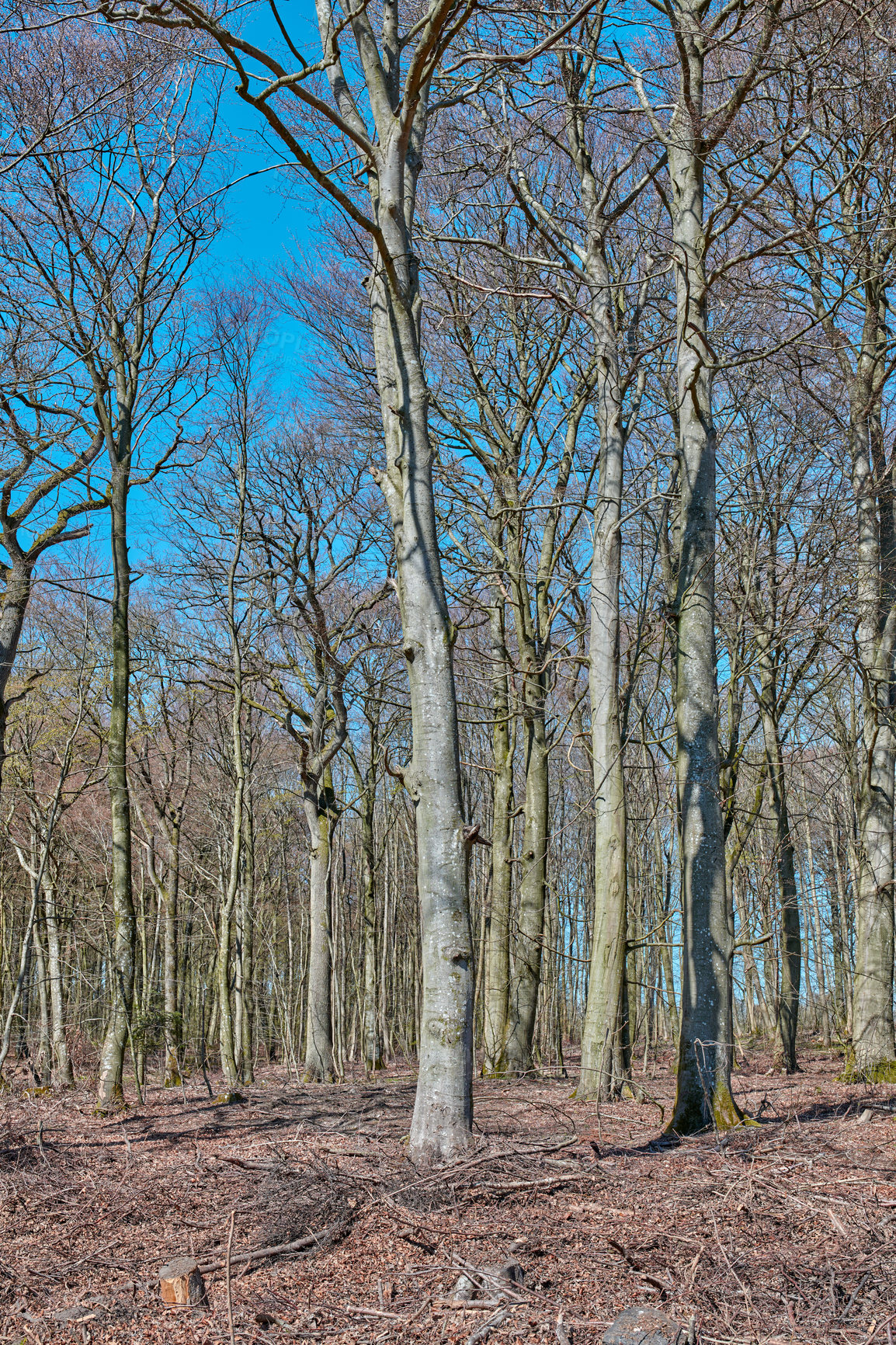 Buy stock photo Empty forest with tall dry trees with a blue sky background on an autumn day. A landscape of nature in the woods with leafless plants and arid land on a cold, winter afternoon