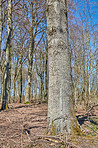 Forest and trees in very early spring - Denmark