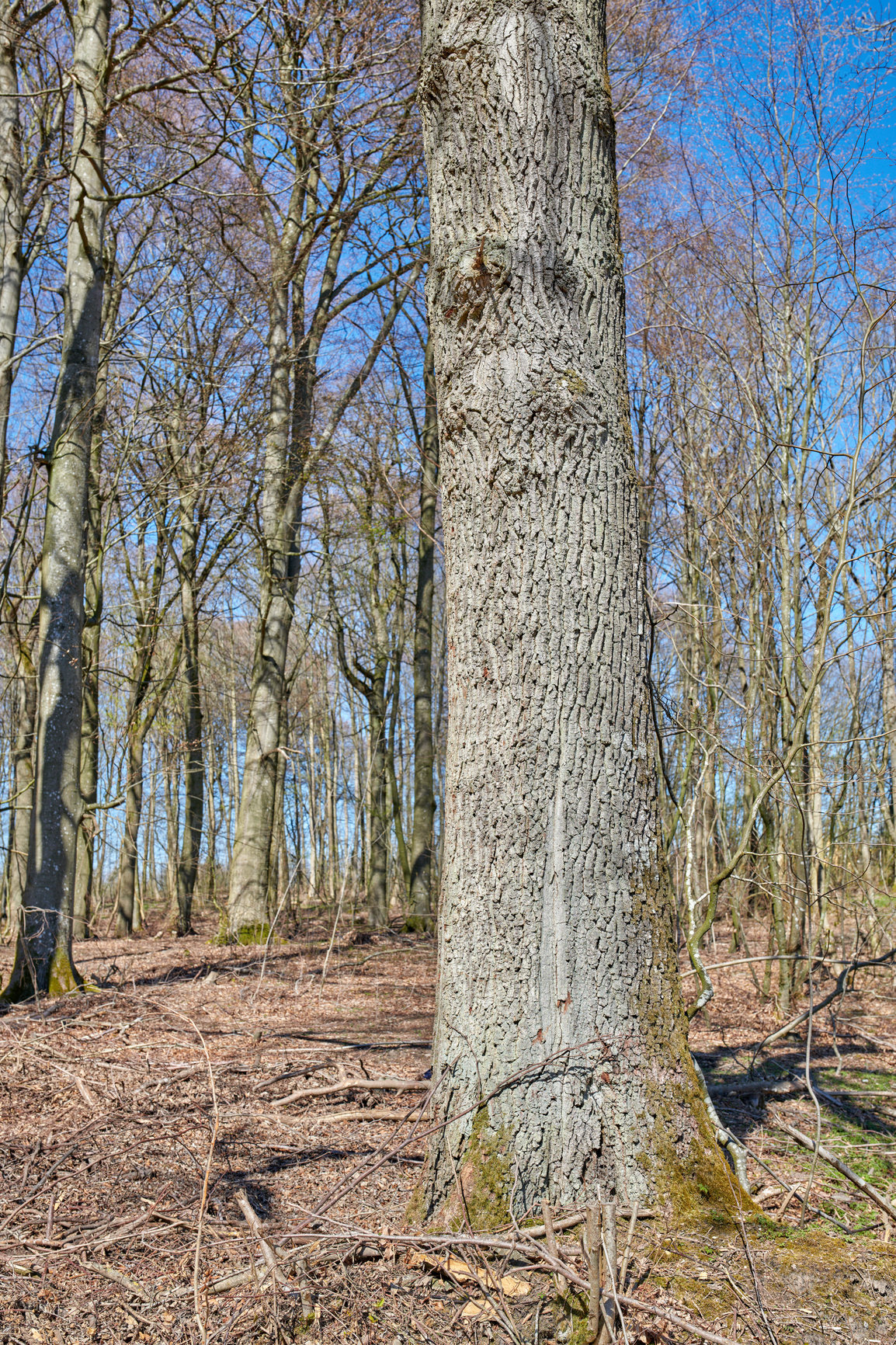 Buy stock photo Tall dry trees in the forest or park without leaves on a summer afternoon. Beautiful landscape with arid plants on an autumn day outdoors in nature. Peaceful and scenic woods during spring 