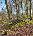 Forest and trees in very early spring - Denmark