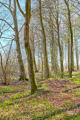 Buy stock photo Quiet lonely forest on a fresh sunny morning, tall trees growing in a willd woodland. Quiet, peaceful nature in harmony with zen and soothing ambience. Tranquil, quiet wood landscape with copyspace