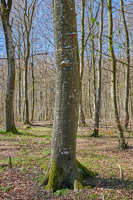 Buy stock photo Leafless trees growing in a forest in early spring. Landscape of lots of tree trunks covered in moss and branches in a wild eco friendly environment. Slow regrowth in the woods after winter