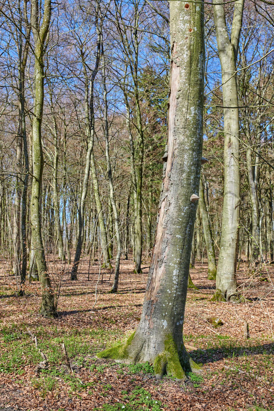 Buy stock photo Leafless trees in a forest with a bit of regrowth developing in early spring. Landscape of lots of tree trunks covered in moss and branches in a wild undisturbed nature environment