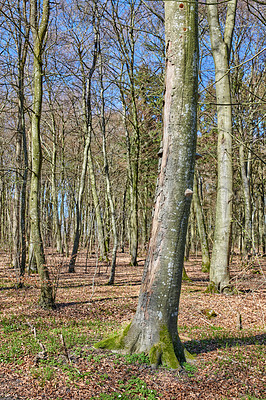 Buy stock photo Leafless trees in a forest with a bit of regrowth developing in early spring. Landscape of lots of tree trunks covered in moss and branches in a wild undisturbed nature environment