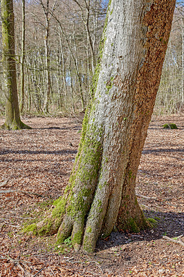 Buy stock photo Leafless trees in a forest with a bit of regrowth developing in early spring. A dry quiet landscape of lots of bare tree trunks covered in moss and branches in a wild undisturbed nature environment