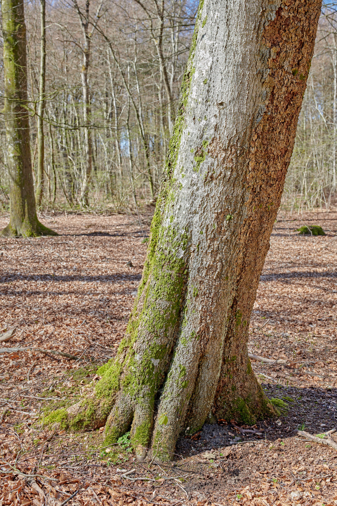 Buy stock photo Leafless trees in a forest with a bit of regrowth developing in early spring. A dry quiet landscape of lots of bare tree trunks covered in moss and branches in a wild undisturbed nature environment