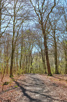 Forest and trees in very early spring - Denmark