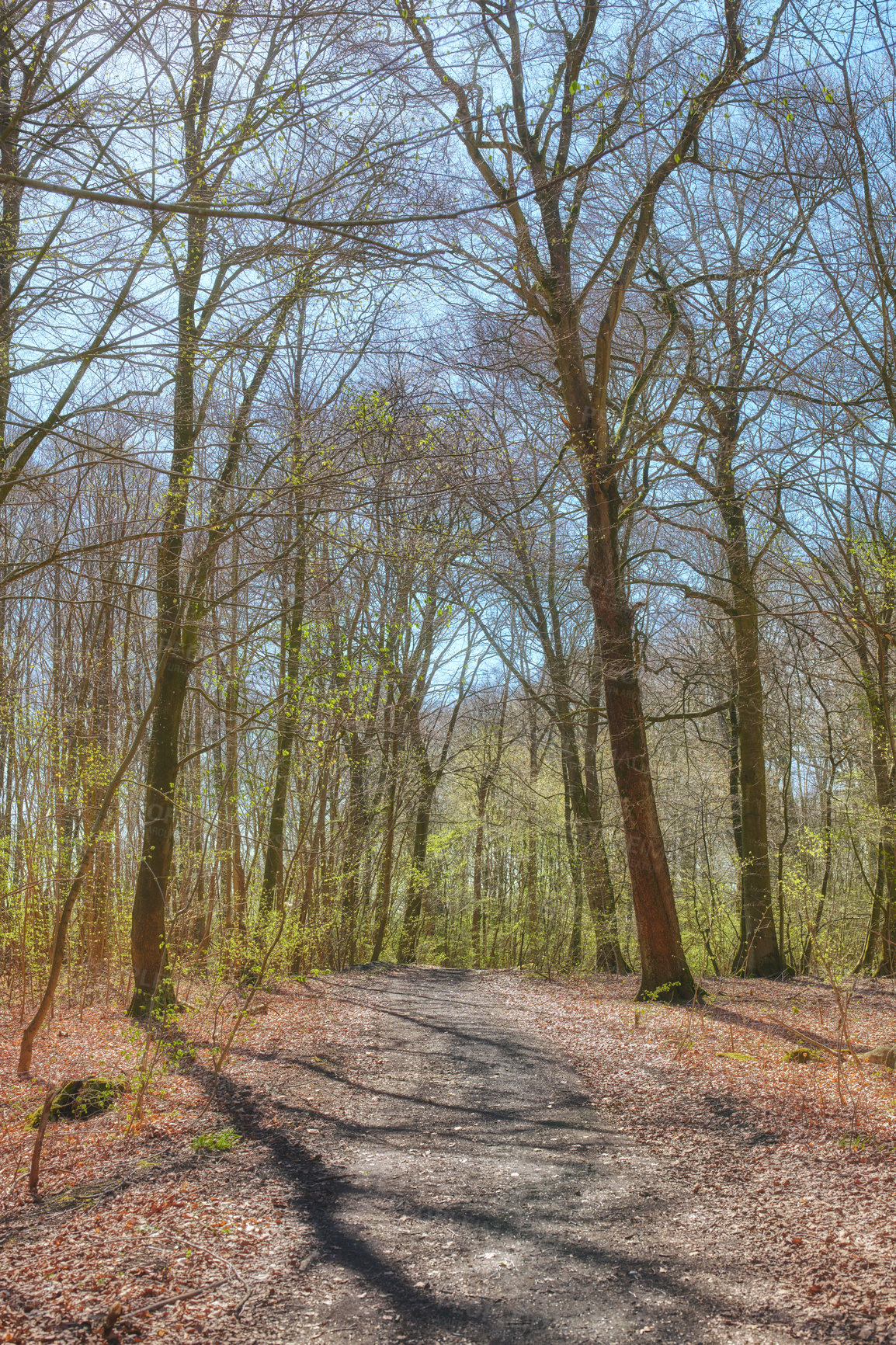 Buy stock photo Hiking trail in a beech tree forest or woods with a blue sky in remote countryside of Norway. Wood trees growing in a meadow after autumn in a serene, secluded landscape. 