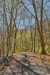 Forest and trees in very early spring - Denmark