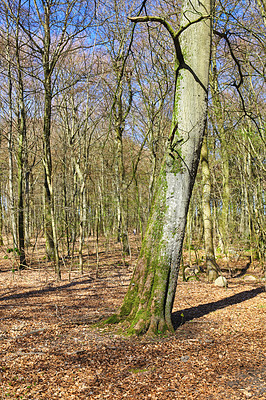 Buy stock photo Leafless trees in a forest with a bit of regrowth developing in early spring. Landscape of lots of tree trunks covered in moss and branches in a wild undisturbed nature environment