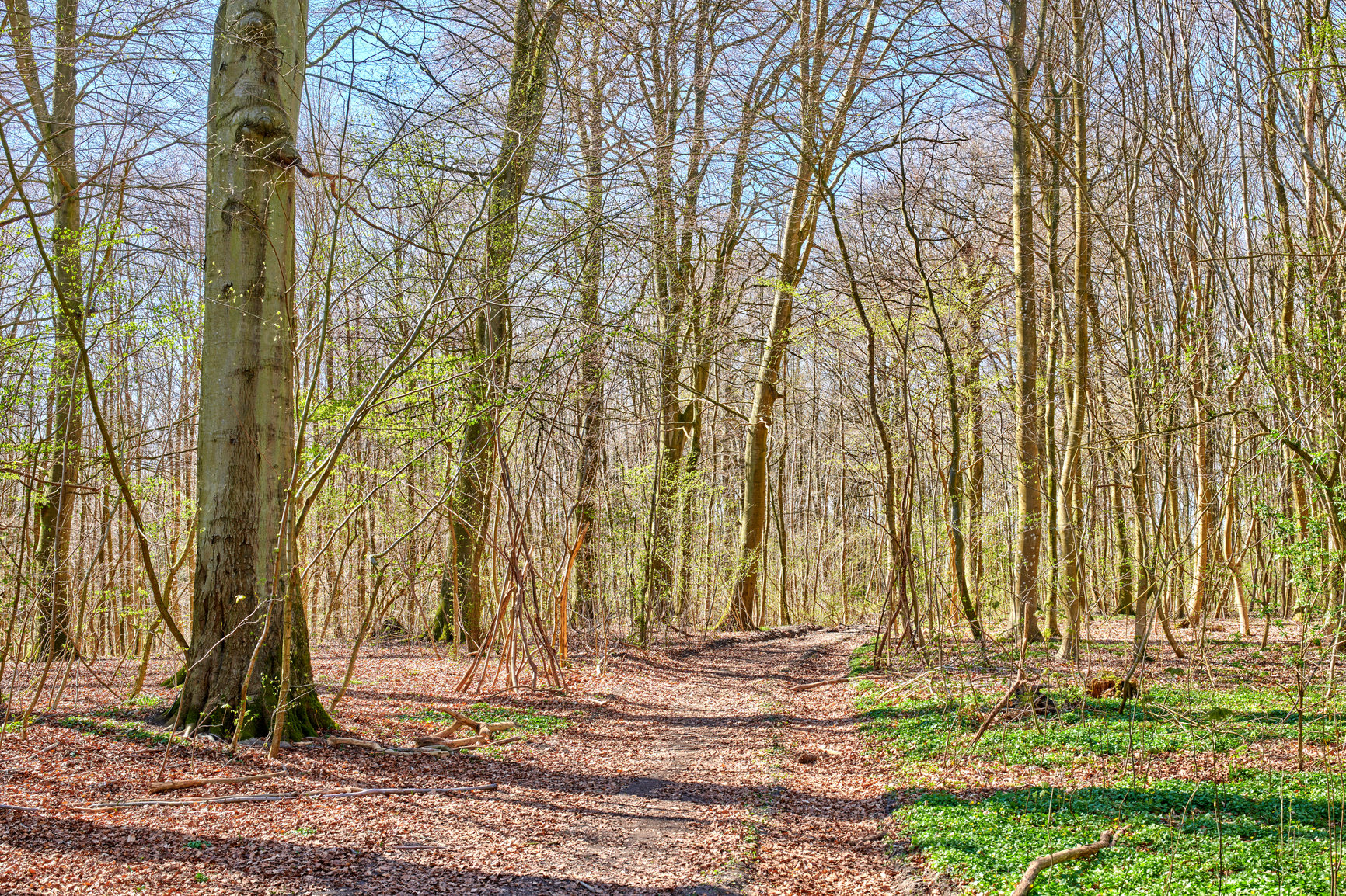 Buy stock photo Beautiful landscape forest with big dry trees with moss outdoors in nature. Peaceful and scenic view of plants  and grass growing in the environment in uncultivated land or woods in the autumn season