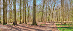 Forest and trees in very early spring - Denmark