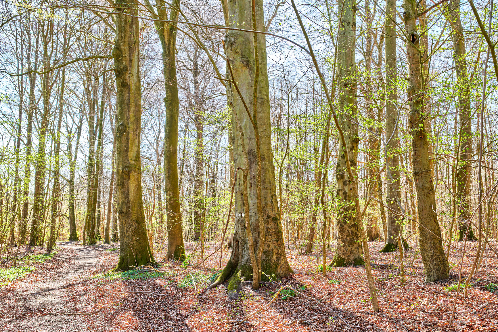 Buy stock photo Landscape view of beech trees in a sunny forest or woods in remote countryside of Norway. Wood used for timber growing in a serene and secluded meadow. Discovering peace and relaxed in mother nature