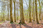 Forest and trees in very early spring - Denmark