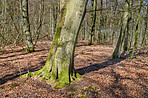 Forest and trees in very early spring - Denmark