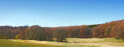 Buy stock photo Landscape view of forest trees growing in a quiet meadow or remote countryside in Sweden. Green coniferous woods in rural area, environmental nature conservation or field with blue sky and copy space