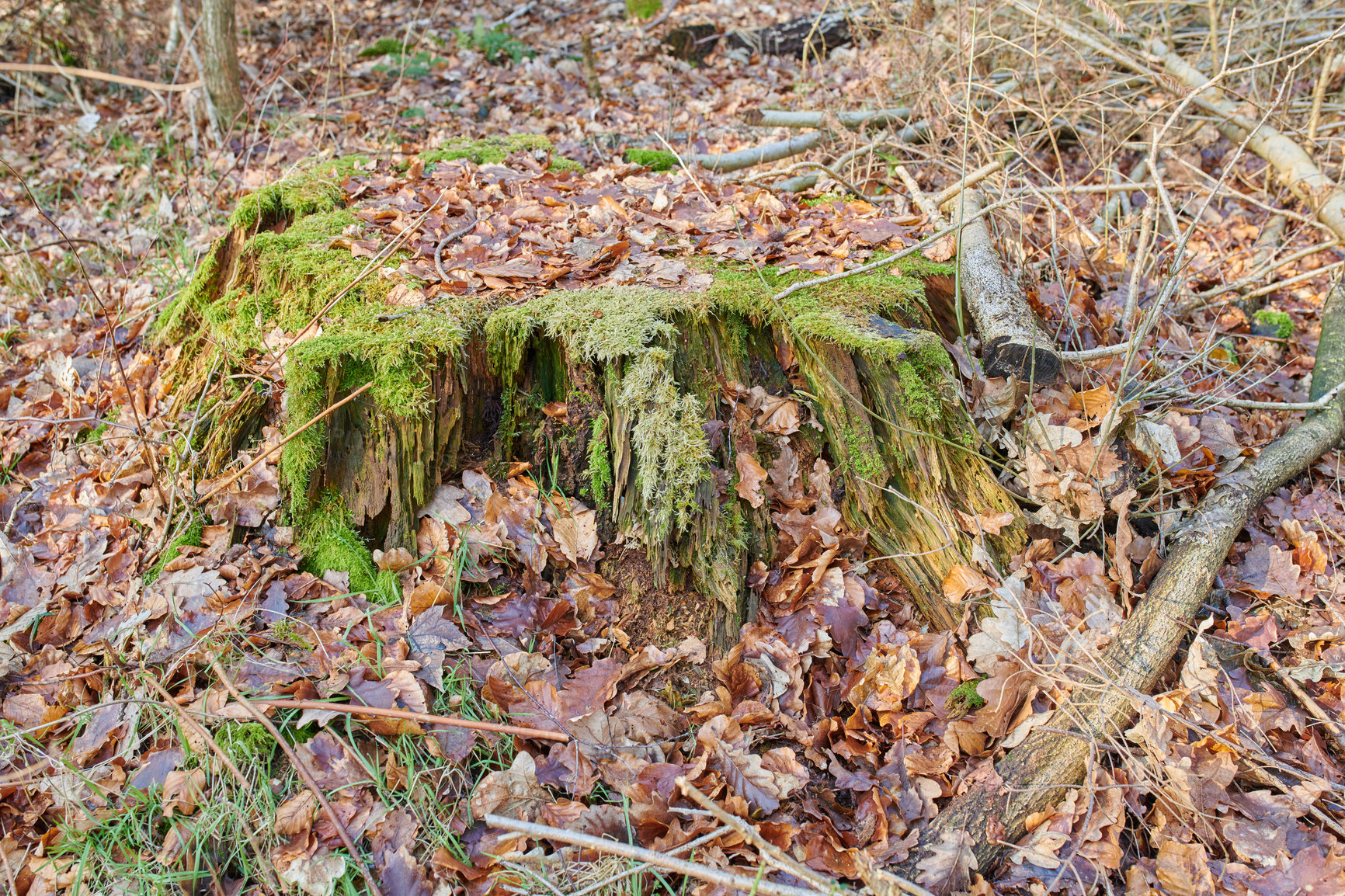 Buy stock photo Moss covering beech tree stump in remote forest, meadow, countryside. Woods with algae covered branches in quiet, serene, tranquil, calm landscape. Discovering mother nature with autumn fallen leaves