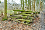 Forest and trees in very early spring - Denmark