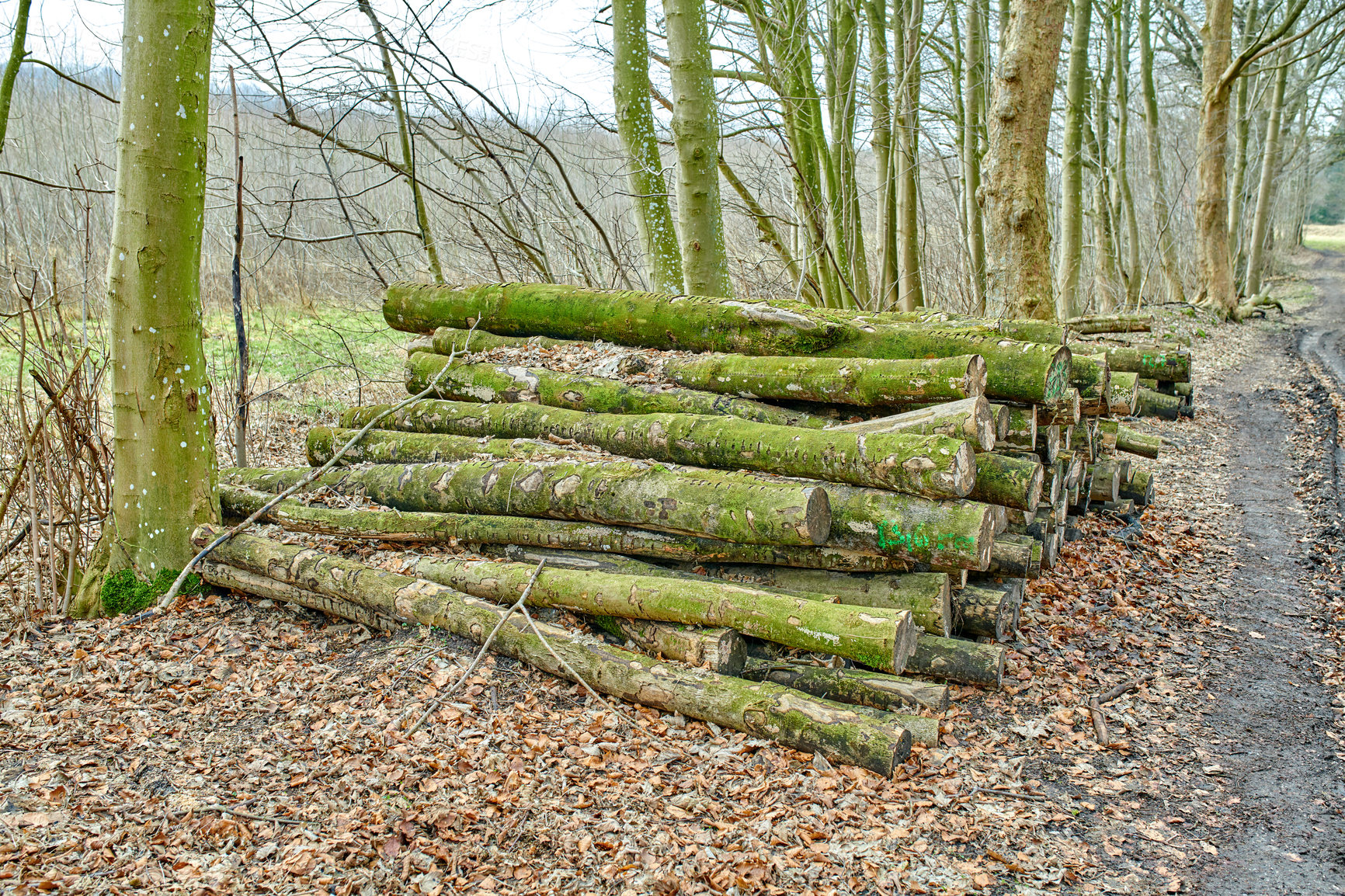 Buy stock photo Deforestation and felling of forest woods in lumber industry for firewood and energy resource. Import and export of wood used as timber for building. Cut logs of beech trees stacked in a heaped pile