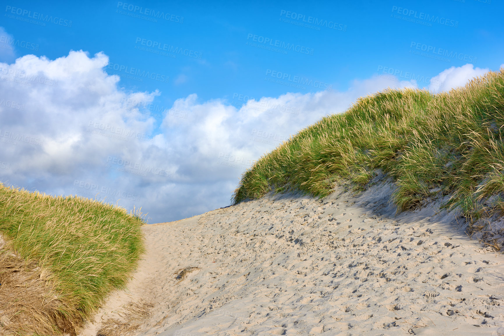 Buy stock photo Closeup of a sand path with lush green grass growing on a beach with cloudy copy space. Beautiful blue sky on a warm and sunny summer day over a dry and sandy dune situated on a coastline bay area