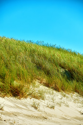 Buy stock photo Copyspace with grass growing on an empty beach or dune against a blue sky background. Scenic seaside to explore for travel and tourism. Sandy landscape on west coast of Jutland in Loekken Denmark